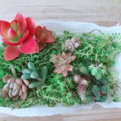多肉植物 セダム　盛り合わせ☺︎おまけ付けます！のサムネイル