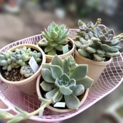 つぶつぶ屋✡️葵他4点set✡️ 多肉 抜き苗 こんつぶー 寄植え つぶお 