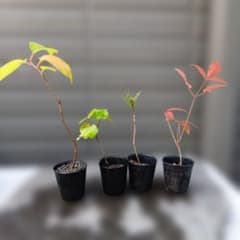 ミニ盆栽4本セット - メルカリ