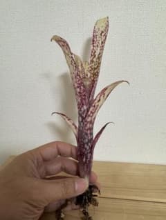 超綺麗　ビルベルギア　カサブランカ　タンクブロメリアのサムネイル