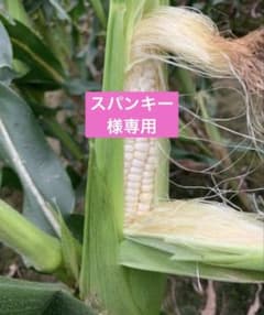 新鮮 ホワイトコーン もちもち とうもろこし10本のサムネイル