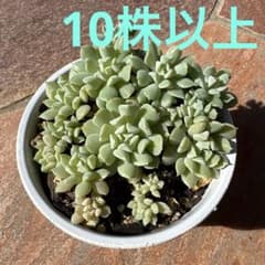 多肉植物 ミニミニ　クラウド　10株以上のサムネイル
