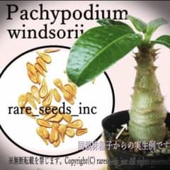 □2026高発芽 パキポディウム ウィンゾリー種子5粒【最高グレード