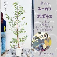 幹太。ユーカリポポラス1.7M(鉢底から) - メルカリ