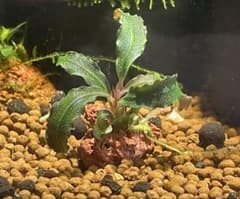 即購入OK‼️水草ブセファランドラ spクダガン溶岩石付き1個 - メルカリ