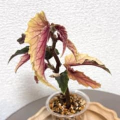 美斑入り！ベゴニア　ジニー銀河ギャラクシー　3株入り！　ラスト ベゴニア ジニーギャラクシー 銀河 斑入り 抜き苗 - メルカリ