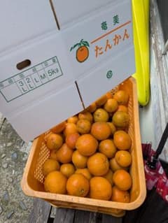 たんかん 5kg　バラ詰め　無農薬のサムネイル