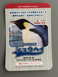 アドベンチャーワールド ペンギンカード ショウヘイ ステッカーのサムネイル