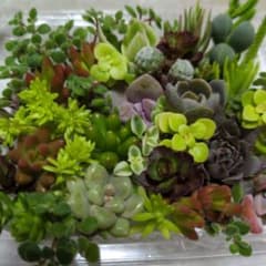 多肉植物カット苗のサムネイル