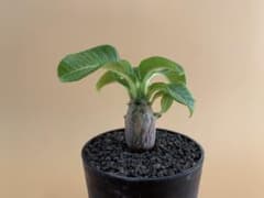 パキポディウム ウィンゾリー 実生株 pw 32【鉢ごとメルカリ便