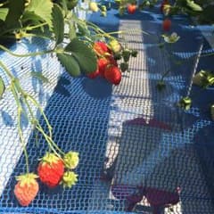 《ユメノ様専用》のサムネイル