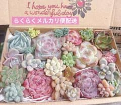 06. 多肉植物カット苗詰め合わせ　寄せ植えセット♡のサムネイル
