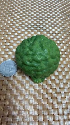 こぶみかんの実　ลูกมะกรูดสดのサムネイル
