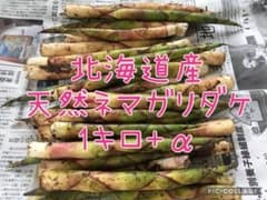 【4/28採取】北海道産●朝採り！ネマガリダケ！根曲がり竹！姫竹！1キロ＋αのサムネイル