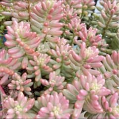 多肉植物　オーロラ　カット苗　8本のサムネイル