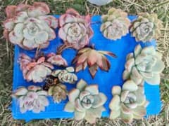 多肉植物セット　カット苗　抜き苗のサムネイル