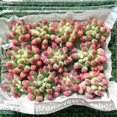 多肉植物 乙女心 カット苗 ③のサムネイル
