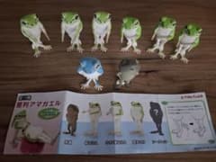 整列アマガエル フィギュア 8体セット