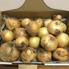 訳あり　プチサイズ　淡路島産玉ねぎ　約1kg にのサムネイル