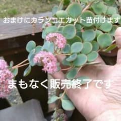 ミセバヤカット苗のサムネイル