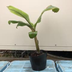 ノブ様専用　アイスクリームバナナ　苗のサムネイル