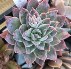 多肉植物…エケベリア♬*°メキシのサムネイル