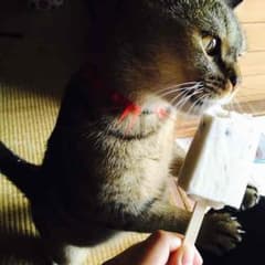 クロワ❤️プロフ一読お願いします様専用のサムネイル