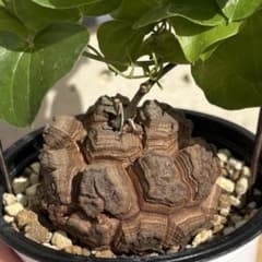 No.715 Dioscorea elephantipes アフリカ亀甲竜　実生 No.715 Dioscorea elephantipes アフリカ亀甲竜 実生 - メルカリ