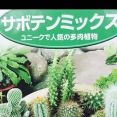 サボテンの種  ミックス 100粒のサムネイル