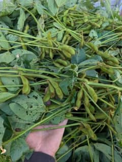 自然栽培　津軽在来種　毛豆　700g 自家採種2年目 無施肥・無農薬・不耕起栽培のサムネイル