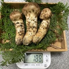 Matsutake mushrooms from Toyooka, Southern Shinshu, 189g (buds)