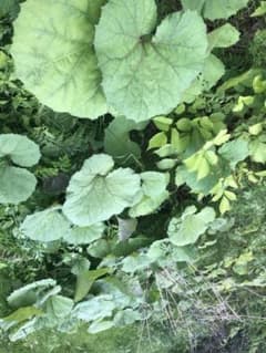 岩手県産山赤ふき！1ｋｇ！！のサムネイル