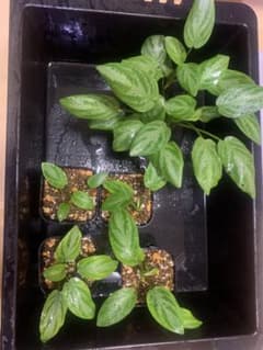 ラゲナンドラ　ウォーターメロンのサムネイル