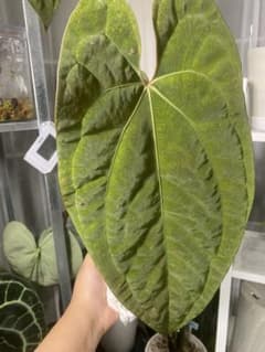 Anthurium AOS x Papi very large foliageのサムネイル