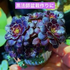 多肉植物アエオニウム黒法師 このまま飾れます　盆栽作りに！のサムネイル