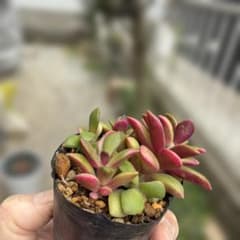 多肉植物 アナカンプセロス 桜吹雪 抜き苗のサムネイル