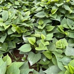 凛様専用　紅はるか苗のサムネイル