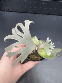 ビカクシダ YMDS Totoro HHRナーセリータグ付け #347 - メルカリ