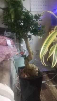 観葉植物 黒鉢付き 約60cmのサムネイル