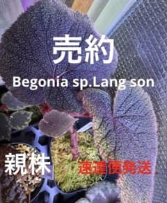 Begonia sp.Lang son ベトナム 原種ベゴニア 増殖株 - メルカリ