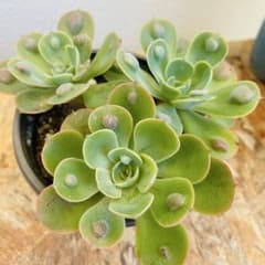 多肉植物 レインドロップ 抜き苗 全部 - メルカリ