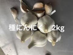 種にんにく　2kgのサムネイル