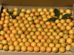 金柑　無農薬　920g 小粒のサムネイル