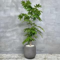 美形 大型 エバーフレッシュ S字仕立て 10号 バルーン陶器鉢 植え込み 