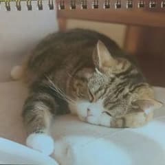 猫　Maruちゃん　インテリアのサムネイル