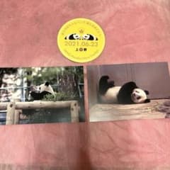 レア⭐︎非売品⭐︎上野動物園・パンダ・シャオシャオ・レイレイ