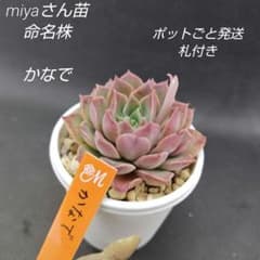 多肉植物 エケベリア miyaさん苗 命名種 Haku 多肉植物 エケベリア miyaさん苗 命名種 ひなの - メルカリ