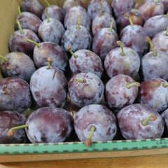 サンプルーン　プルーンのサムネイル