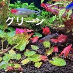 タイガーロータス　グリーン　子株1のサムネイル