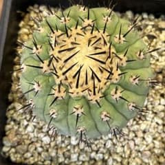 げんごさま）サボテン種子、イスラヤ、コピアポア、エリオシケセット こ*ん様 D78【発根済】コピアポア 黒王丸 強刺 エリオシケ サボテン